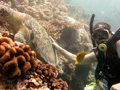 Sipadan Sipadan